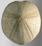 Linopneustes spectabilis (aboral)