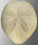 Linopneustes spectabilis (aboral)