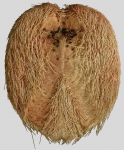 Linopneustes spectabilis (oral)