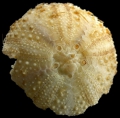 Echinodermata (echinoderms)