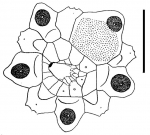 Lissodiadema lorioli (apical system)