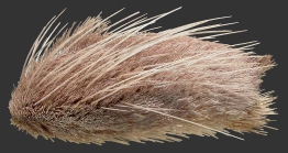 Lovenia cordiformis (lateral)