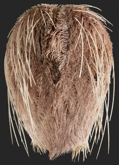 Lovenia cordiformis (aboral)