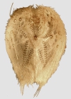 Lovenia cordiformis (aboral)