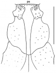 Lovenia gregalis (labral plate)