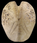 Lovenia gregalis (aboral)