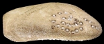 Lovenia gregalis (lateral)