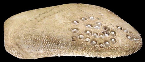 Lovenia gregalis (lateral)