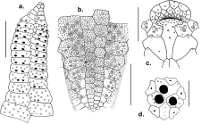 Lovenia triforis (plating patterns)