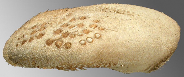 Lovenia triforis (lateral)