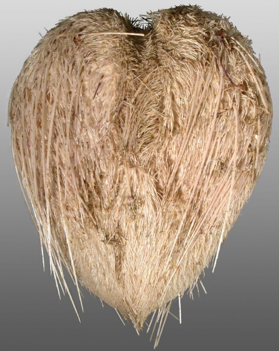 Lovenia triforis (aboral)