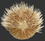 Lytechinus panamensis (aboral)