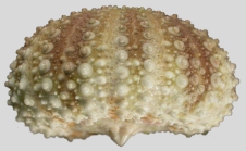 Lytechinus panamensis (lateral)