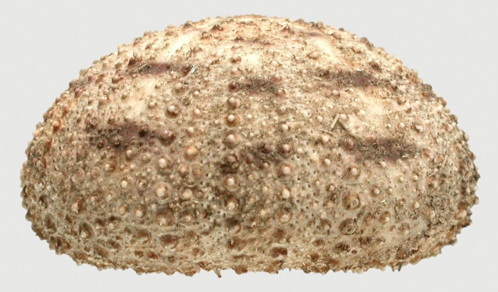 Lytechinus pictus (lateral)