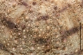 Echinodermata (echinoderms)