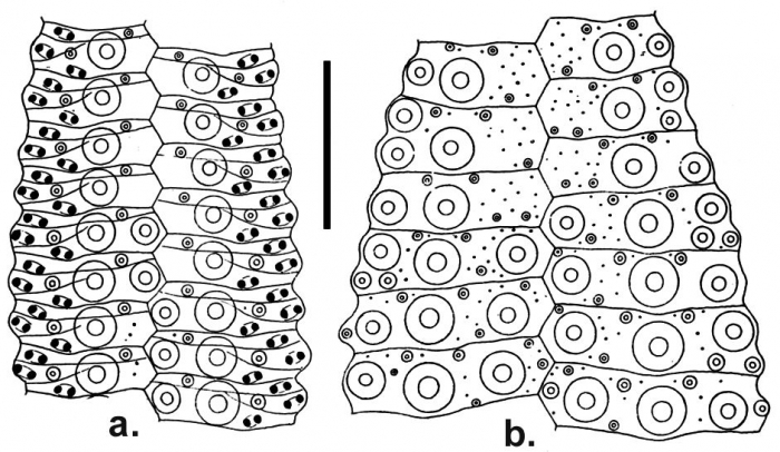 Lytechinus semituberculatus (ambulacral + interambulacral plates)
