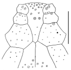 Maretia carinata (labrum)
