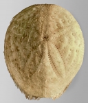 Maretia carinata (aboral)