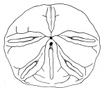 Mellita longifissa (oral surface)