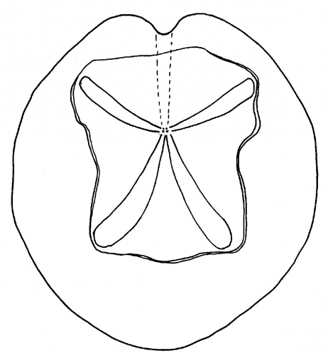 Metalia latissima (aboral)