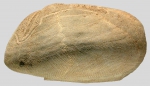 Metalia nobilis (lateral)