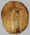 Metalia townsendi (oral)