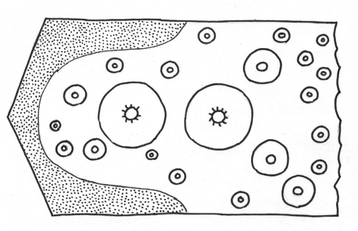 Microcyphus annulatus (interambulacral plate)