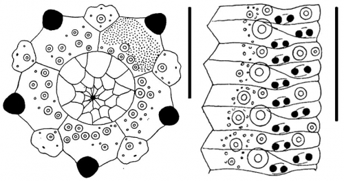 Microcyphus ceylanicus (apical disc + ambulacral plates)