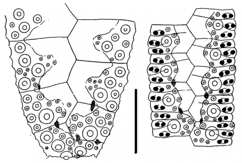 Microcyphus excentricus (interambulacral + ambulacral plates)