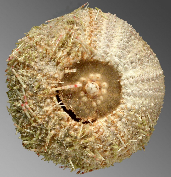 Microcyphus keiensis (oral)