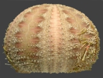 Microcyphus keiensis (lateral)