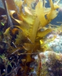 Undaria pinnatifida, author: Ignacio Bárbara Undaria pinnatifida, author: Ignacio Bárbara
