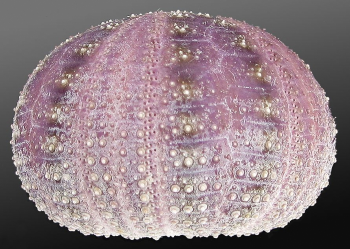 Microcyphus keiensis (lateral)