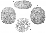 Micropetalon purpureum (test + apical system)