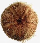 Micropyga tuberculata (aboral)