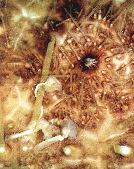 Micropyga tuberculata (aboral, close-up)