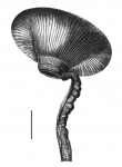Micropyga tuberculata (podium)