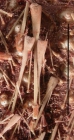 Micropyga tuberculata (oral, close-up)