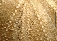 Micropyga violacea (aboral ambulacrum)