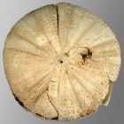 Micropyga violacea (aboral)