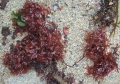 Rhodophyta (red algae)