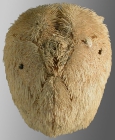 Moira lachesinella (aboral)