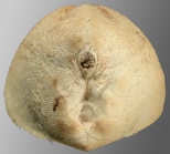 Moira lachesinella (posterior)