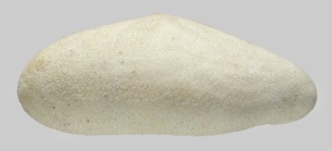 Mortonia australis (test, lateral)