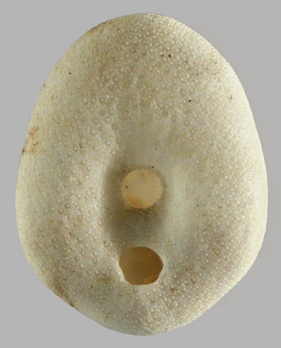 Mortonia australis (test, oral)