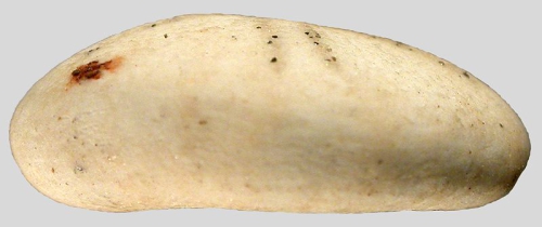 Mortonia polyporus (test, lateral)