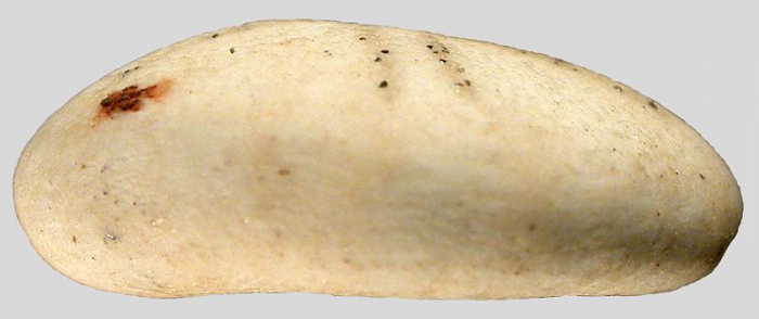 Mortonia polyporus (test, lateral)