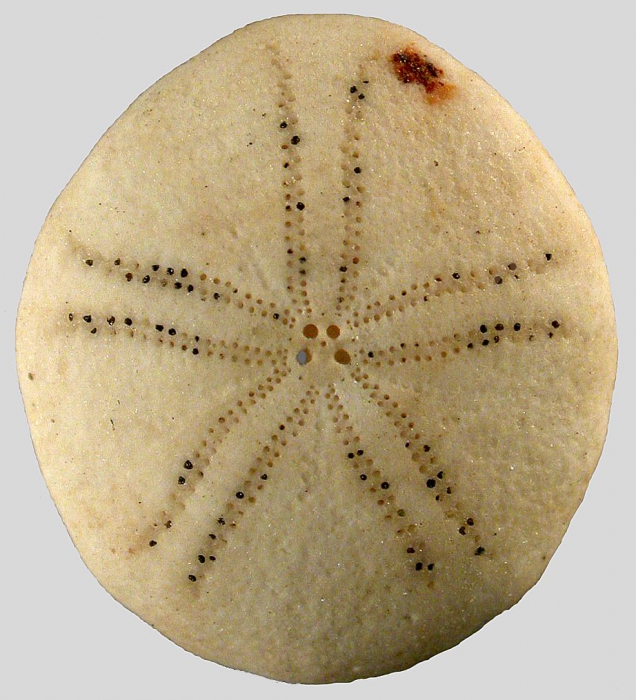 Mortonia polyporus (aboral)
