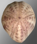 Nacospatangus altus (aboral)