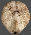 Nacospatangus altus (oral)
